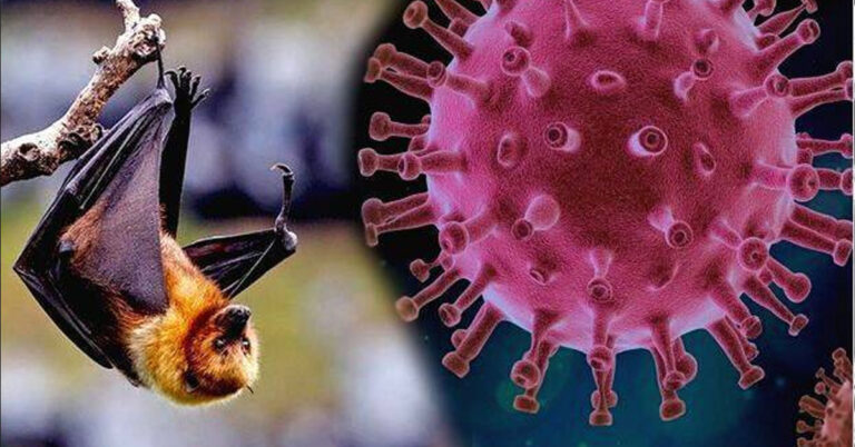 6 ಮಂದಿ ನಿಫಾ ಸೋಂಕಿತರಲ್ಲಿ ಇಬ್ಬರ ಸಾವು, ನಾಲ್ವರು ಗುಣಮುಖ