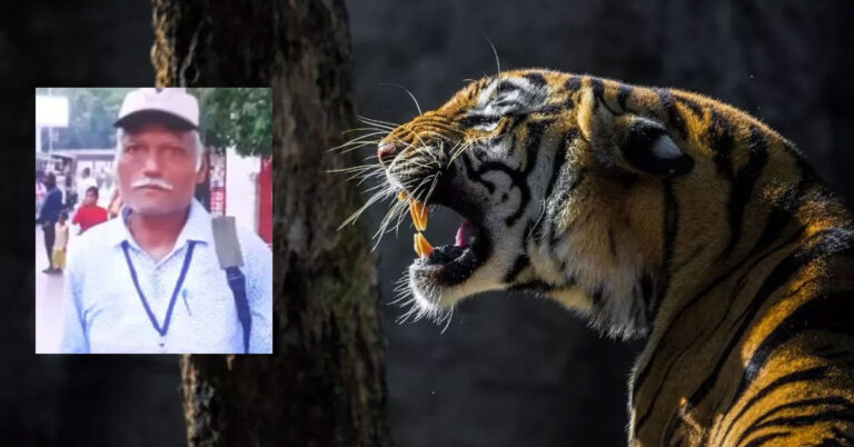 ಕೇರ್ ಟೇಕರ್ ಕತ್ತು ಸೀಳಿ ಕೊಂದ ಹುಲಿ