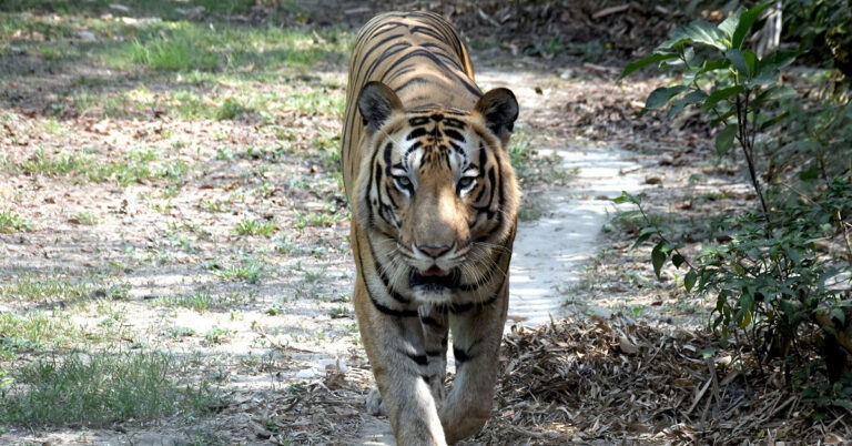 ಮೈಸೂರು : ರೈತನನ್ನು ಬಲಿ ಪಡೆದಿದ್ದ ನರ ಭಕ್ಷಕ ಹುಲಿ ಸೆರೆ