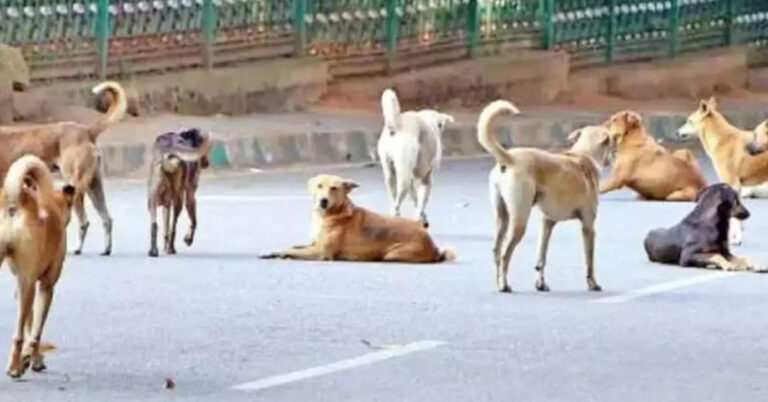 ಸಿಲಿಕಾನ್ ಸಿಟಿ ಬೆಂಗಳೂರಲ್ಲಿ ಎಷ್ಟು ಬೀದಿನಾಯಿಗಳಿವೆ ಗೊತ್ತೇ..?