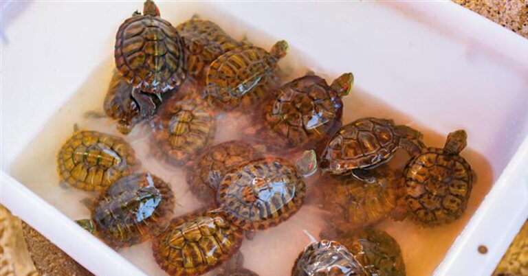 ಕೃತಕ ಕೊಳದಲ್ಲಿದ್ದ 59 ಆಮೆಗಳ ರಕ್ಷಣೆ