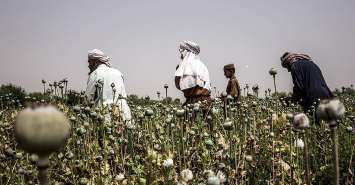 Afghan farmers