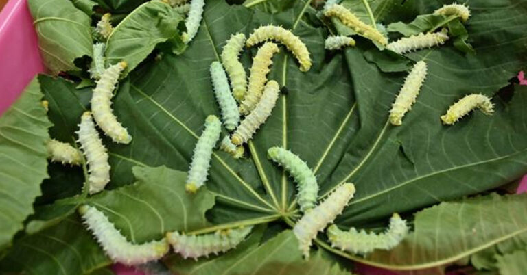 ರೇಷ್ಮೆ ಹುಳು ಕೊಲ್ಲದೆ ರೇಷ್ಮೆ ನೂಲು ತಯಾರಿಕೆಗೆ ಮುಂದಾದ ಒಡಿಶಾ ರೇಷ್ಮೆ ಹುಳು ಕೊಲ್ಲದೆ ರೇಷ್ಮೆ ನೂಲು ತಯಾರಿಕೆಗೆ ಮುಂದಾದ ಒಡಿಶಾ