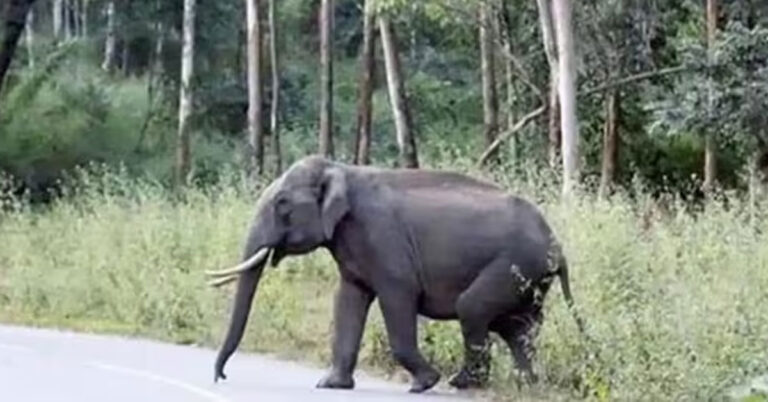 ಚಿಕ್ಕಮಗಳೂರಲ್ಲಿ ಕಾಡಾನೆ ದಾಳಿ ಇಬ್ಬರು ಬಲಿ