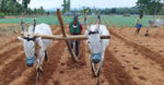 Agricultural activity