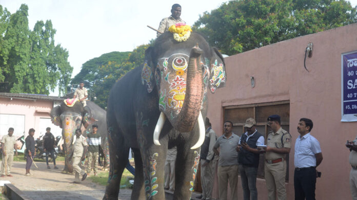 Dasara Howdah elephant Abhimanyu weighs the most and Lakshmi the least.