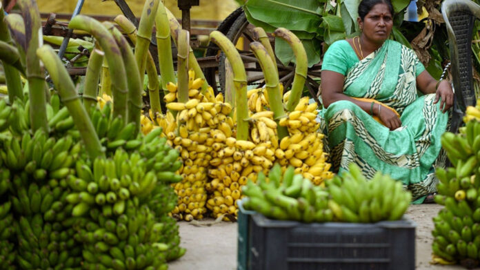 Banana Price