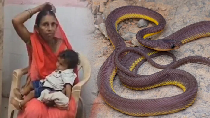 Fatehpur Toddler Chews Baby Snake Thinking It’s A Toy, Escapes Unscathed