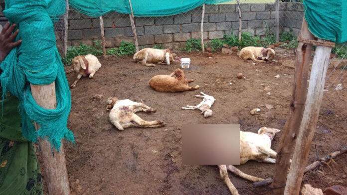 11 sheep killed by stray dogs