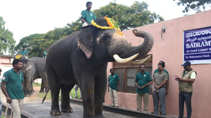 Dasara Elephant