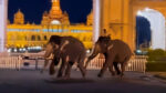 Dasara Elephants