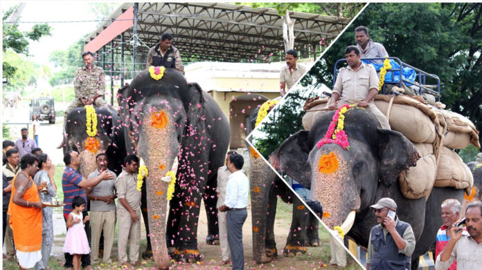 Dasara Elephants