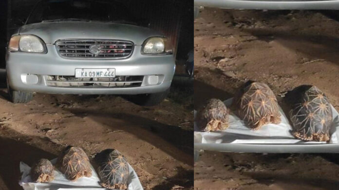 Indian Star Tortoise