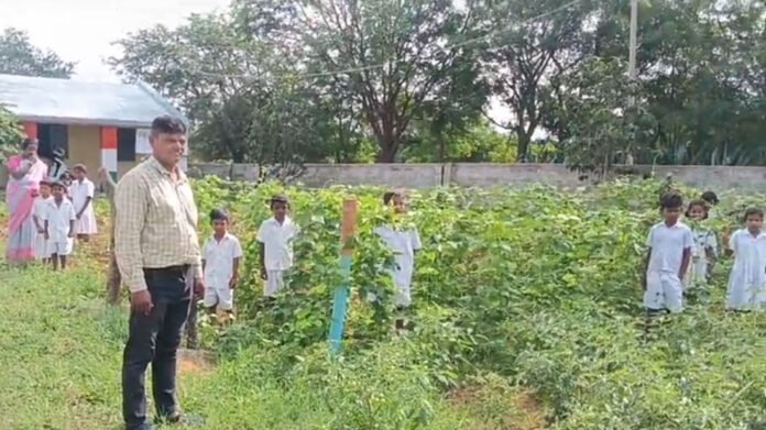 Vegetables in School