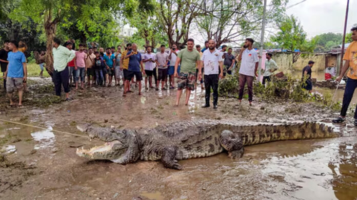 crocodiles rescued