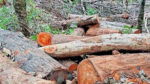 Massive rise in forest crime cases