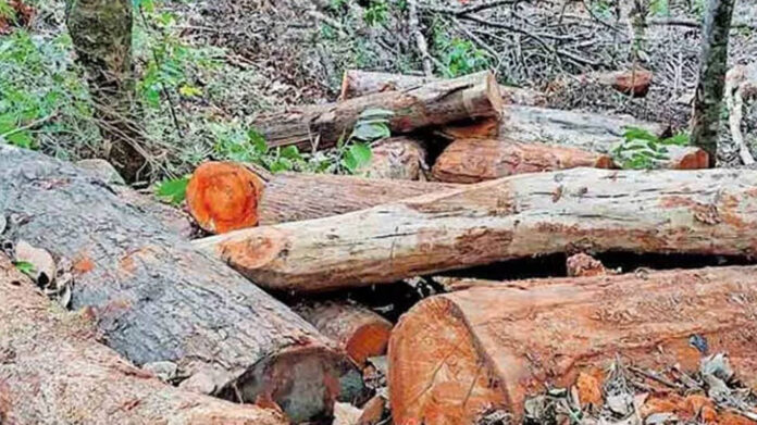 Massive rise in forest crime cases