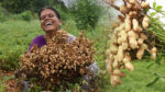 Groundnut Crop