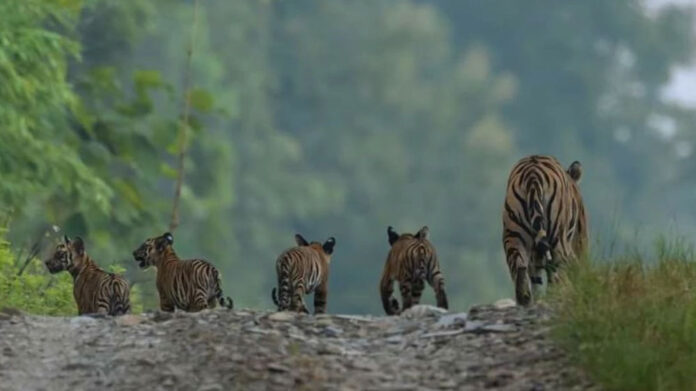 Panna Tiger Reserve