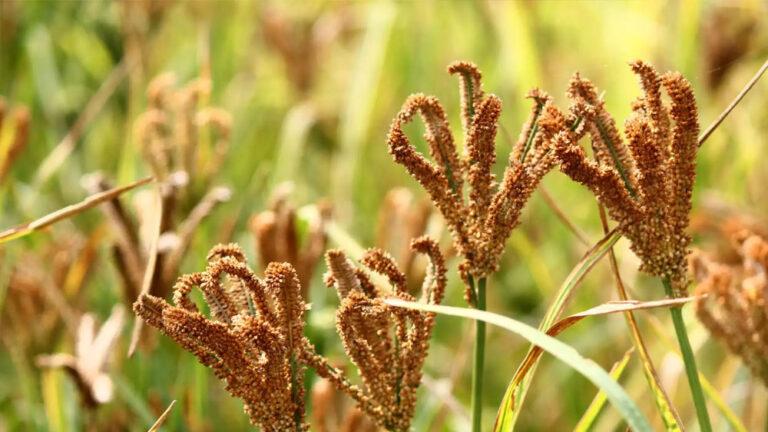 ರಾಗಿಗೆ ಜೀವದಾನ ನೀಡಿದ ಮಳೆರಾಯ, ಬಂಪರ್‌ ಬೆಳೆಯ ನಿರೀಕ್ಷೆಯಲ್ಲಿ ರೈತರು