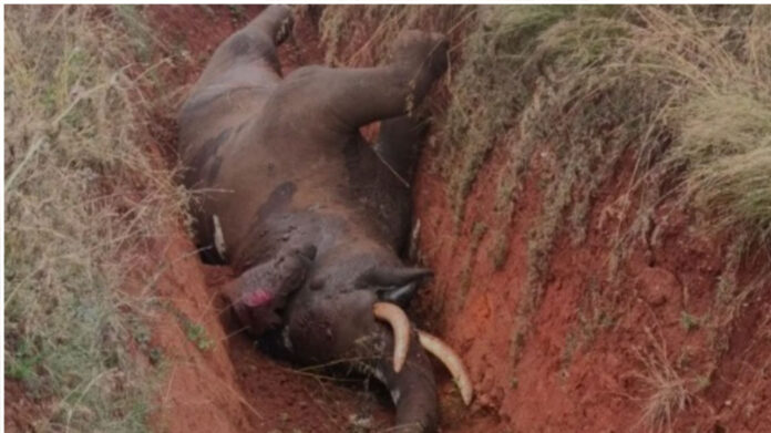 elephant dies after falling into ditch