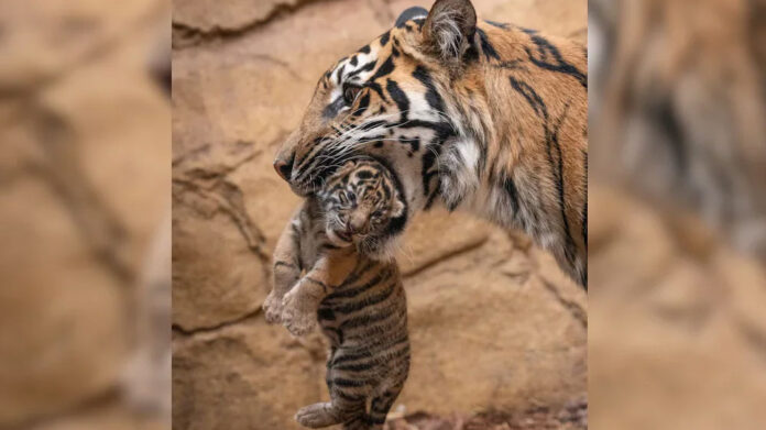 Tiger Cubs