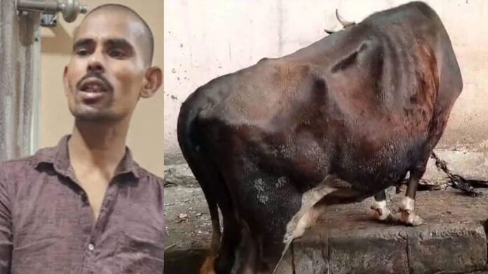 Cow udder cutting case: Accused Syed Nasru from Bihar arrested