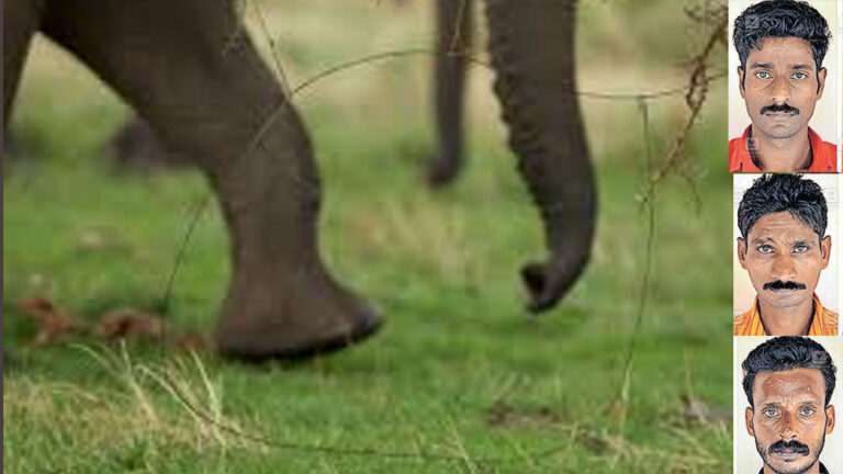 ಅರಣ್ಯದಲ್ಲಿ ಆನೆ ಬೇಟೆಯಾಡಿದ ಮೂವರಿಗೆ 3 ವರ್ಷ ಜೈಲು ಶಿಕ್ಷೆ