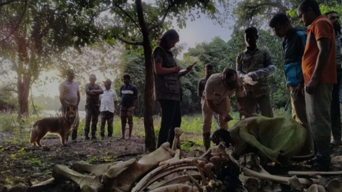 wist in the case of killing an elephant and stealing its tusks