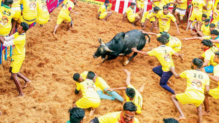 Jallikattu