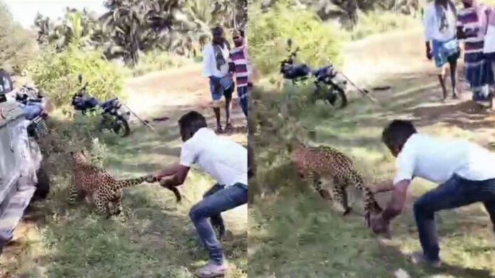 A young man who single-handedly captured a leopard