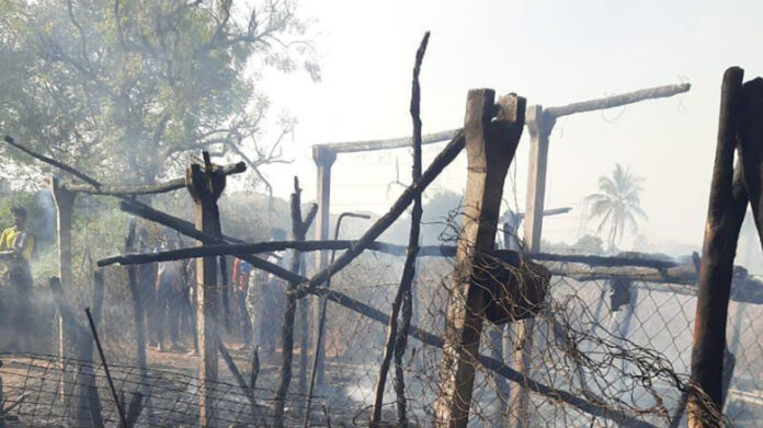 More than 40 sheep burnt in shed fire