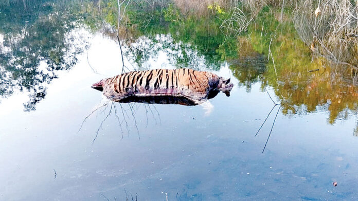 Hassan: Tiger body found in a pond