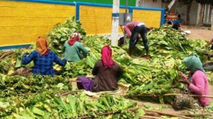 tobacco growers