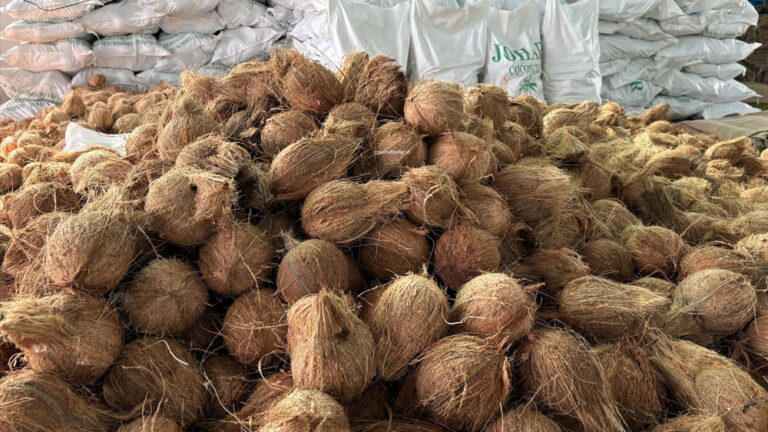 Coconut