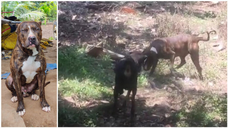 ವೈಟ್ ಕೋಬ್ರಾದೊಂದಿಗೆ ಕಾದಾಡಿ ಮಕ್ಕಳ-ಕಾರ್ಮಿಕರ ಉಳಿಸಿ ಪ್ರಾಣಬಿಟ್ಟ ಪಿಟ್‌ ಬುಲ್