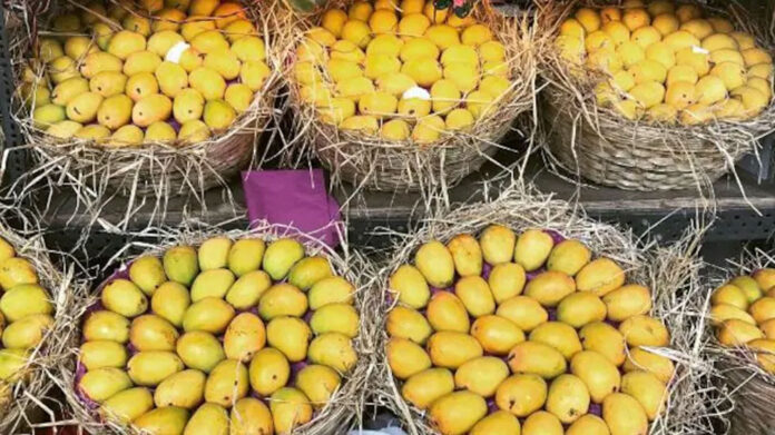 mango Exports