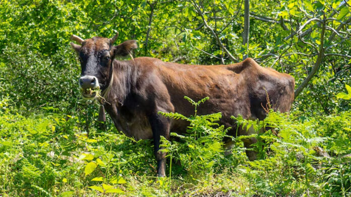 cow