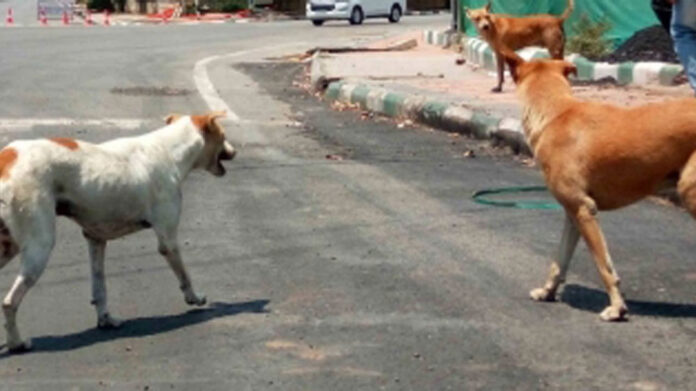Stray dog