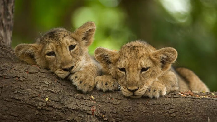 Lion Cubs