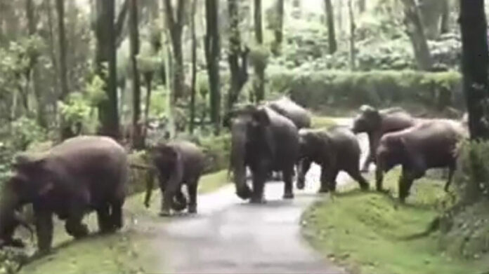 Wild Elephants