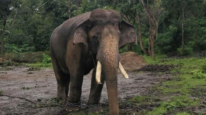 Arjun Elephant