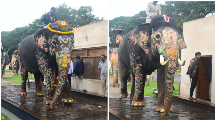 Dasara Elephants