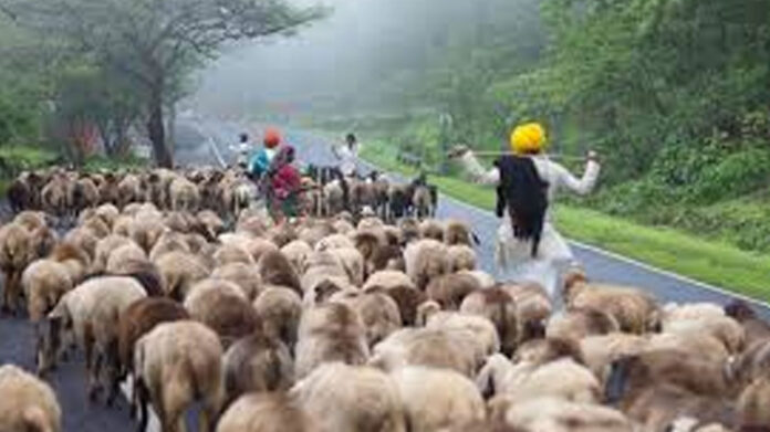 Shepherd