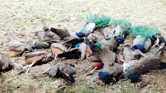 peacocks