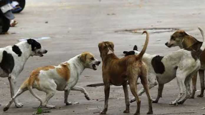 stray dogs