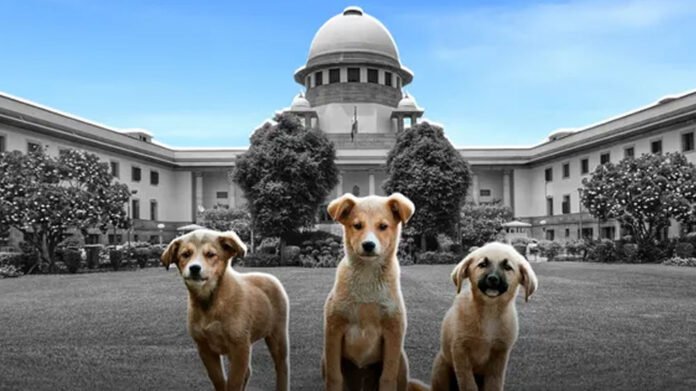 upreme Court And Dongs