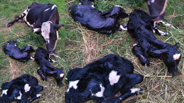 ಮೂರು ಕರುಗಳಿಗೆ ಜನ ನೀಡಿದ ಕಂಬಾಳು ಮಠದ ಹಸು