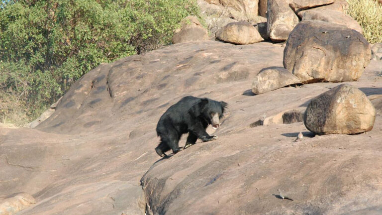 ಚಿಕ್ಕಬಳ್ಳಾಪುರ : ಒಂದೇ ದಿನ ಇಬ್ಬರು ರೈತರ ಮೇಲೆ ಕರಡಿ ದಾಳಿ