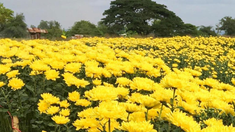ಹೂವುಗಳ ಬೆಲೆ ಕುಸಿತ, ಸೇವಂತಿ ಬೆಳೆದು ಕಂಗಾಲಾದ ರೈತರು
